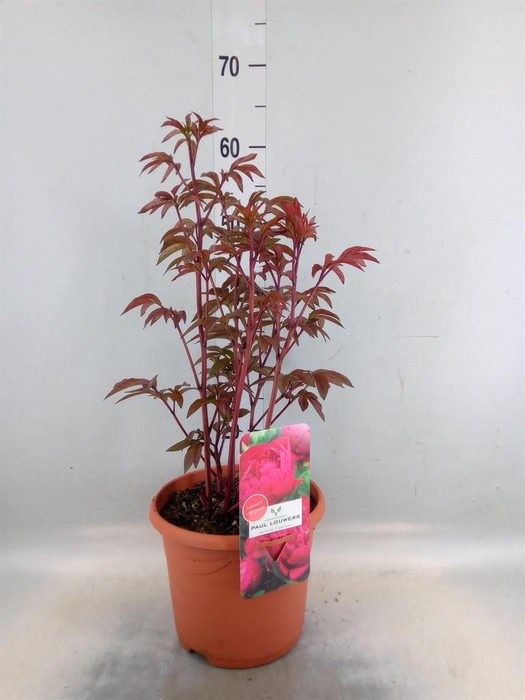 <h4>Paeonia lact. 'Karl Rosenf'</h4>