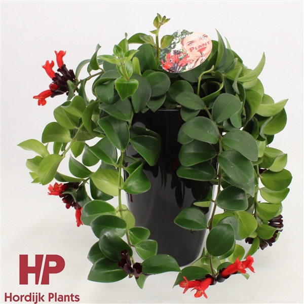 <h4>Aeschynanthus Mona Lisa Keramiek Zwart</h4>