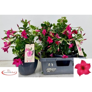 MANDE SUN PINK