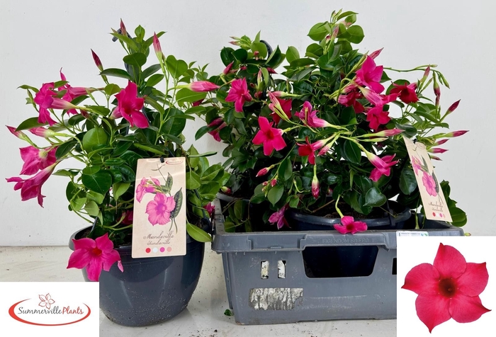 <h4>MANDE SUN PINK</h4>