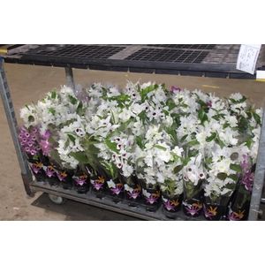 DENDROBIUM NOBILY P09 PREMIUM