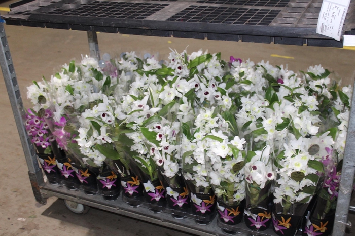 <h4>DENDROBIUM NOBILY P09 PREMIUM</h4>