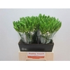 Ornithogalum thyrs. 'Mount Fuji'