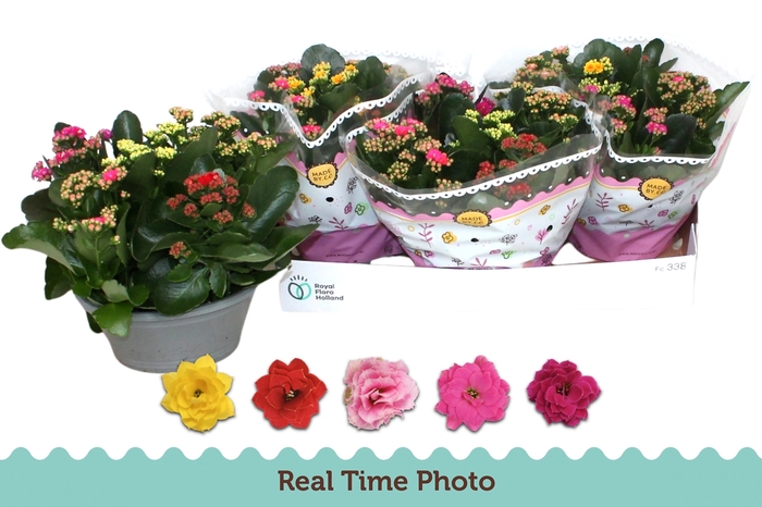 <h4>KAL GE GEM I POT</h4>