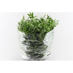 Ruscus Italy 400 Gram