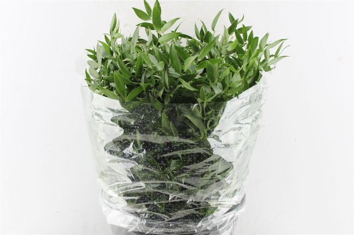 <h4>Ruscus Italy 400 Gram</h4>