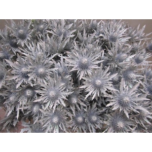 Eryng Orion Wit / Glitter L60