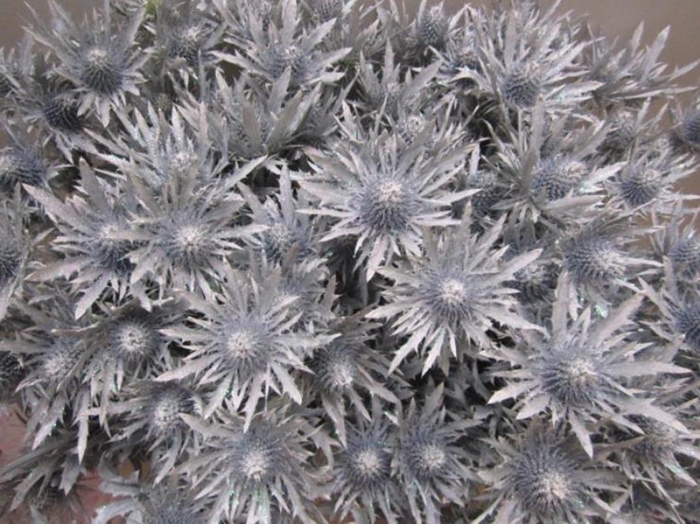 <h4>Eryng Orion Wit / Glitter L60</h4>