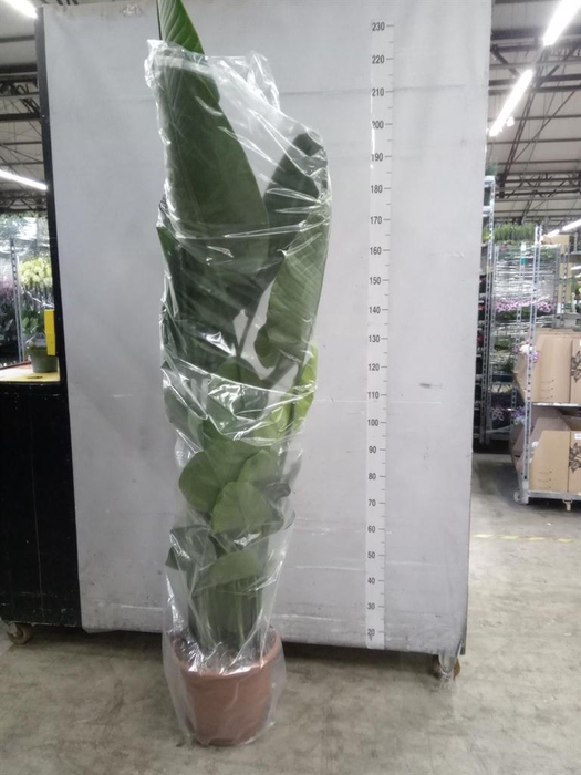 <h4>Strelitzia nicolai</h4>