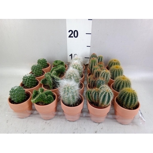 Cactus ...mix 5