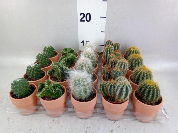 <h4>Cactus   ...mix  5</h4>