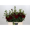 Dahlia Red Fox