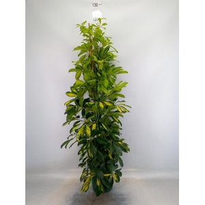 Schefflera arbor. 'Dalton'