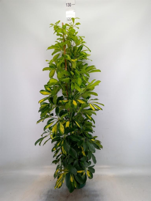 <h4>Schefflera arbor. 'Dalton'</h4>