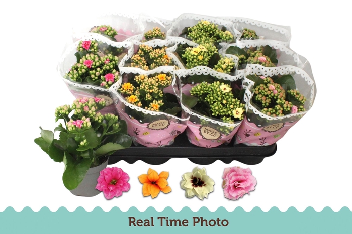 <h4>KAL GE GEM TWEEKL BL</h4>