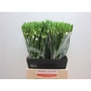 Ornithogalum T Mount Fuji
