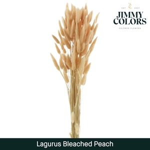Lagurus Bleached Peach
