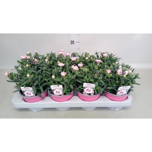 Dianthus 'Oscar Pink And Purple'
