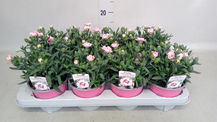 <h4>Dianthus  'Oscar Pink And Purple'</h4>