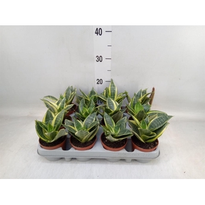 Sansevieria trifa. 'Golden Hahnii'