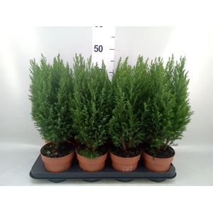 Chamaecyparis laws. 'Ellwoodii'