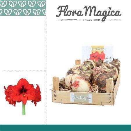 <h4>BLOEMBOL HIPPEASTRUM</h4>