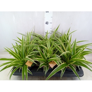 Chlorophytum com. 'Ocean'