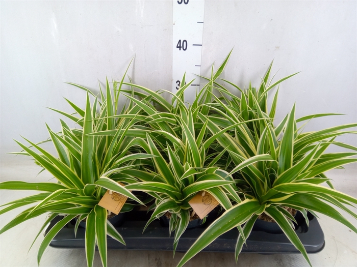 <h4>Chlorophytum com. 'Ocean'</h4>