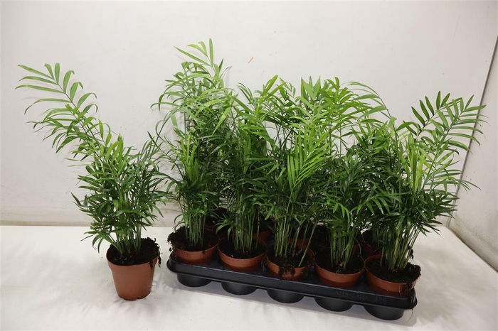 <h4>Chamaed Elegans</h4>