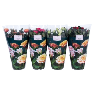 Nolina Roses Ø 17 cm Mix per laag