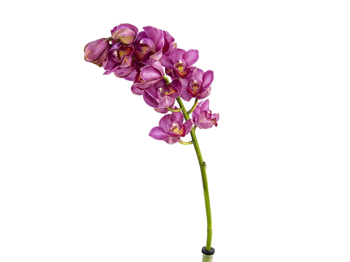 <h4>CYMBIDIUM HT MIN 9 FLS ROSA ESCURO</h4>