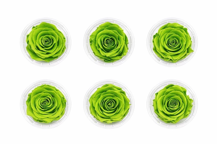 <h4>Ro Pres Classic Green Lime</h4>