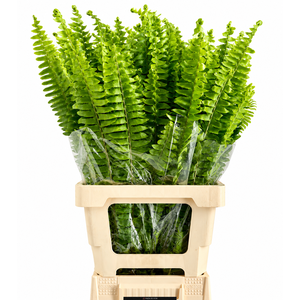 Nephrolepis