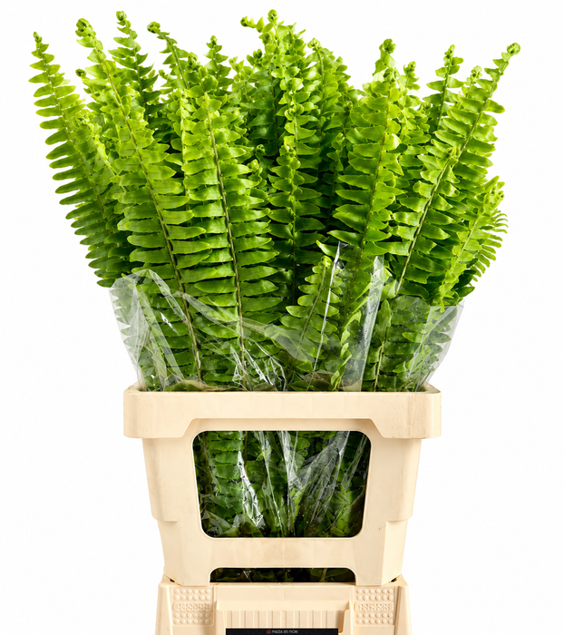 <h4>Nephrolepis</h4>