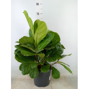 Ficus lyrata