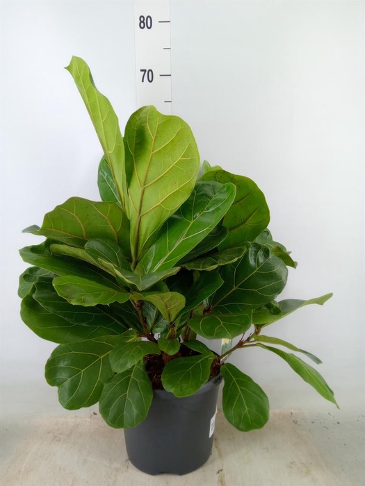 <h4>Ficus lyrata</h4>