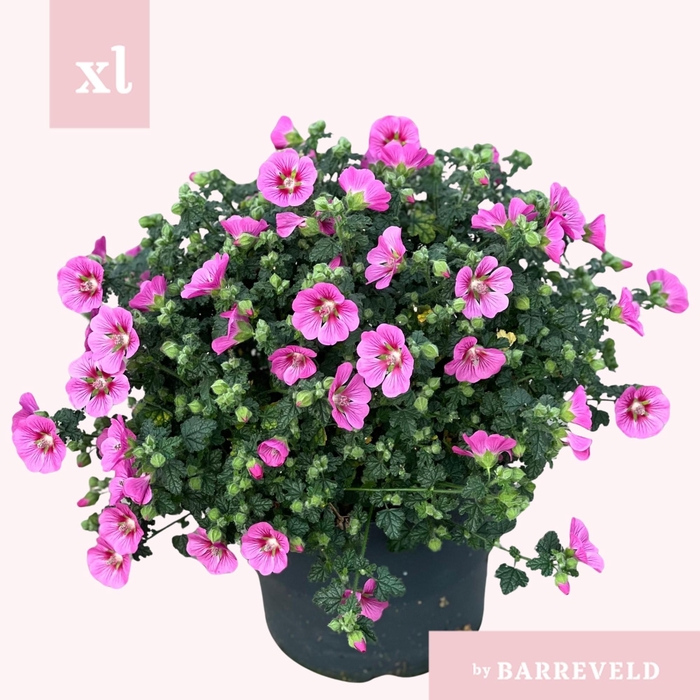 <h4>Anisodontea Capensis Elegans Princess Struik</h4>