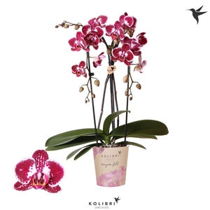 Kolibri Orchids Cascade Niagara Fall Asian Pearl 2 spike