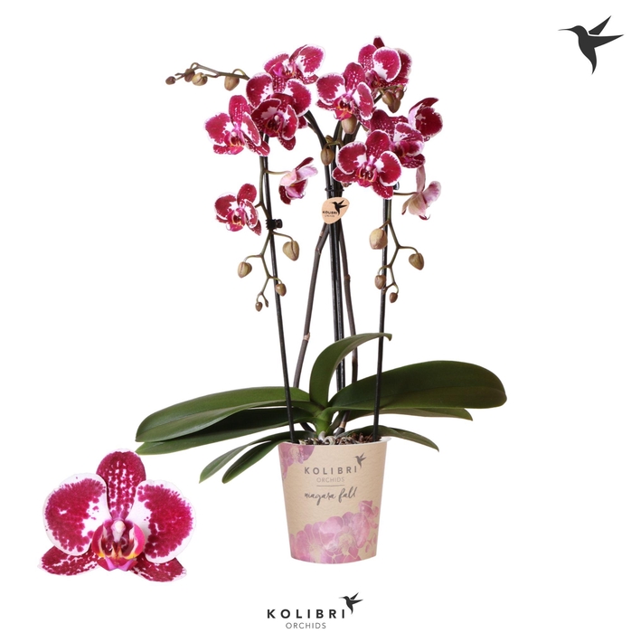 <h4>Kolibri Orchids Cascade Niagara Fall Asian Pearl 2 spike</h4>