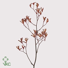 <h4>Anigozanthos Bush Sunset</h4>