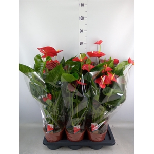 Anthurium andr. 'Red Winner'