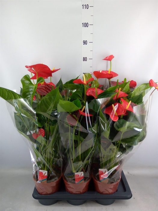 <h4>Anthurium andr. 'Red Winner'</h4>