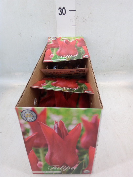 <h4>Tulipa   ...flowerbulbs</h4>