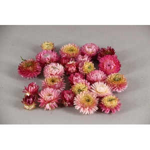 DF Helichrysum Head D.Pink