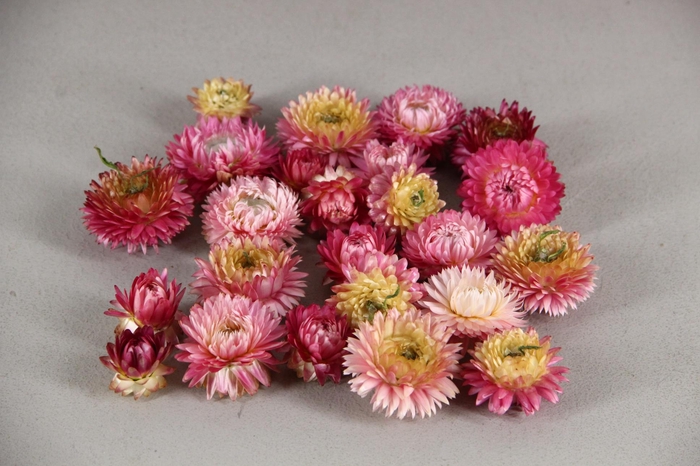 <h4>DF Helichrysum Head D.Pink</h4>