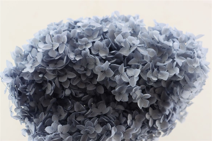 Pres Hydrangea Bluegrey Bunch