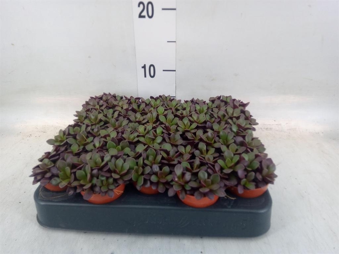 <h4>Succulents   ...</h4>