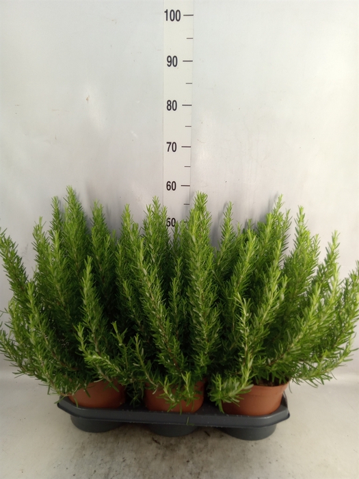 <h4>Rosmarinus officinalis   ...</h4>