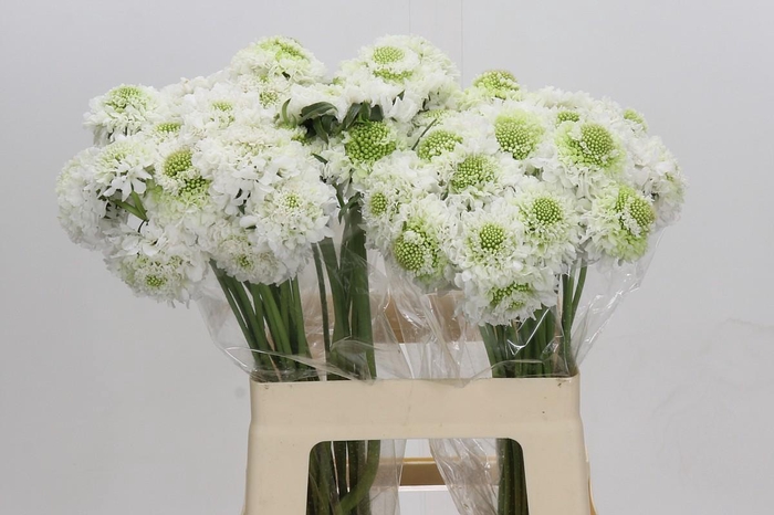 <h4>Scabiosa atropurpurea Focal Scoop White</h4>