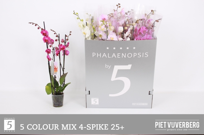 <h4>PHAL GEM 5 KL</h4>